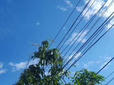 Bahçedeki bir ağacın yeşil yaprakları