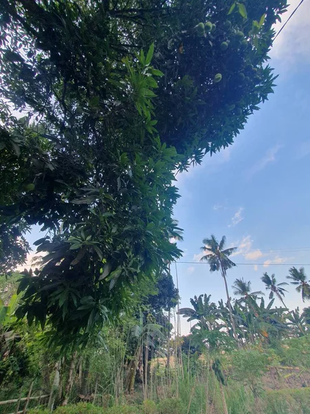 Bahçedeki yeşil ağaçlar