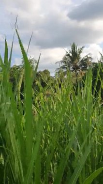 Bahçedeki yeşil çimenler