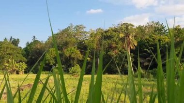 Köyde yeşil ağaçlar 