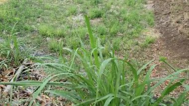 Bahçedeki yeşil çimenler