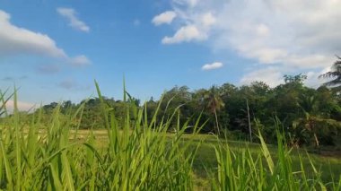 Çimlerin güzel manzarası