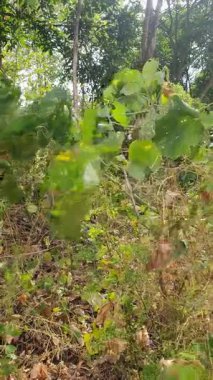 Bahçede yeşil yapraklar