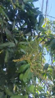 Bahçede yeşil yapraklar 