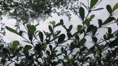 Bahçedeki ağaçların manzarası 