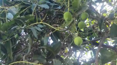 Bahçesinde yeşil yapraklar olan ağaç.