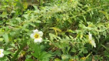 Güzel botanik fotoğrafı, doğal duvar kağıdı.