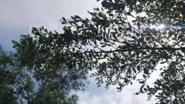 Ağaç dalları, bitki örtüsü ve doğa