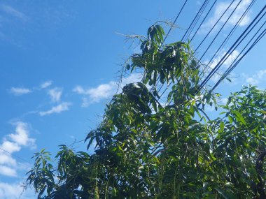 Ormanda yeşil yapraklar