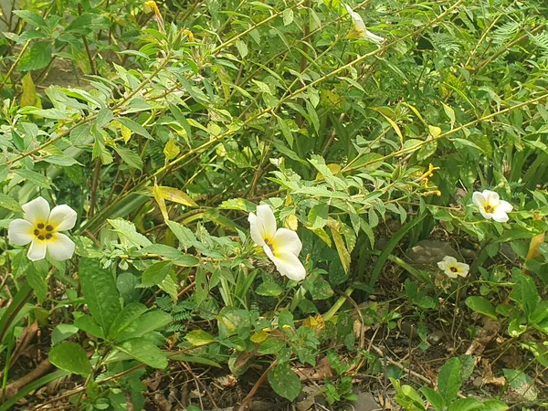 Bahçedeki güzel çiçekler