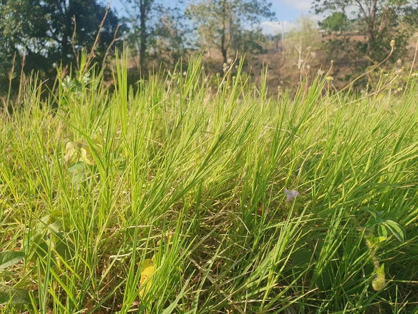 Bahçedeki yeşil çimenler