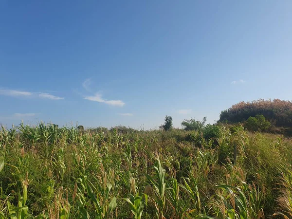 Büyük bir ağaç ve mavi gökyüzü olan güzel bir manzara.