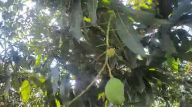 Bahçedeki bir ağacın yeşil yaprakları