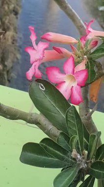 Bahçede pembe ve beyaz çiçekler