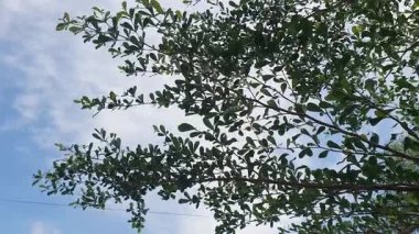 Güzel botanik fotoğrafı, doğal duvar kağıdı.