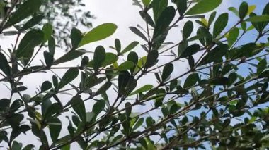 Bahçede yeşil yapraklar