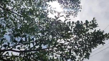 Bir bitkinin deseni ile soyut arkaplan