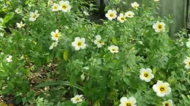 Bahçedeki güzel çiçekler