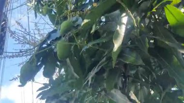 Yeşil yaprakların manzarasını kapat