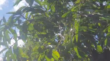 Ormandaki ağaç dalları