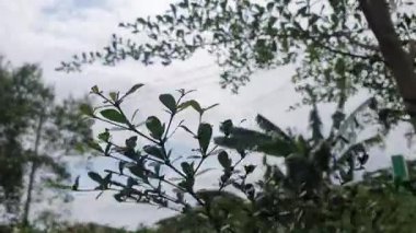 Bahçede yeşil yapraklar