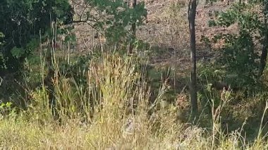 Ormanda yeşil çimenler