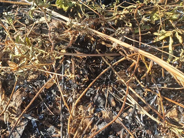 Bahçedeki kuru otlar