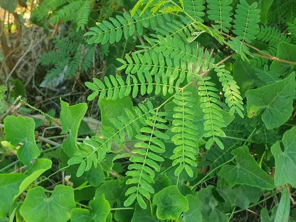 Ormanda yeşil yapraklar