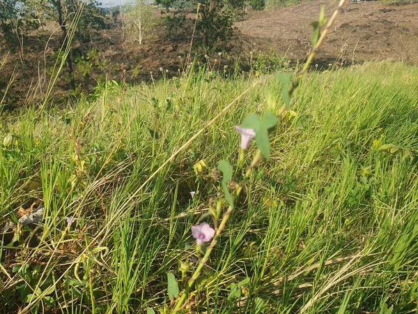 Bahçedeki yeşil çimenler