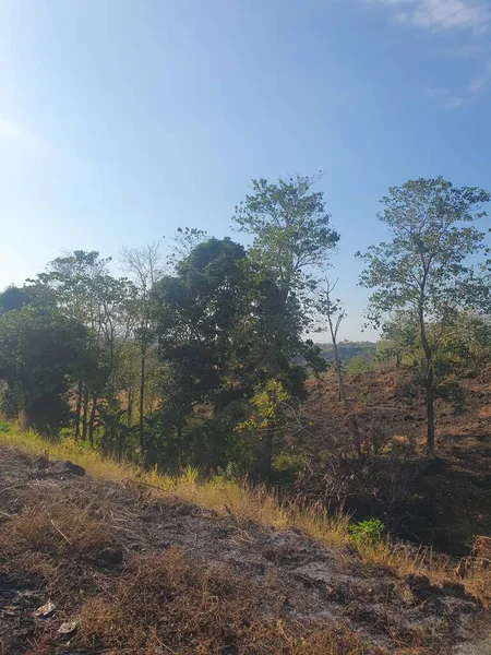 Sabahları ormanın güzel manzarası.