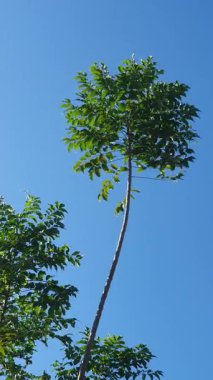 Güzel botanik fotoğrafı, doğal duvar kağıdı.