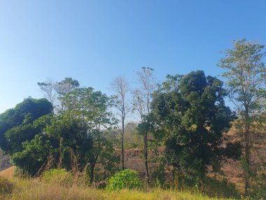 Ormanın güzel manzarası