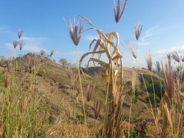 Güzel botanik fotoğrafı, doğal duvar kağıdı.