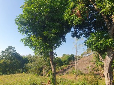 Ormanın güzel manzarası