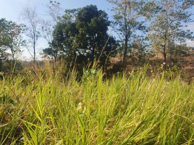 Ağacı ve tarlası olan güzel bir manzara.