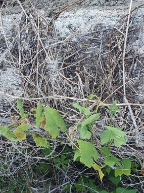 Ormanda yeşil yapraklar