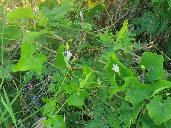 Toprakta yetişen yeşil bitkiler ve çiçekler