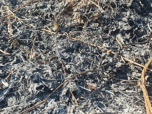 Yanmış ve hasar görmüş çimenler