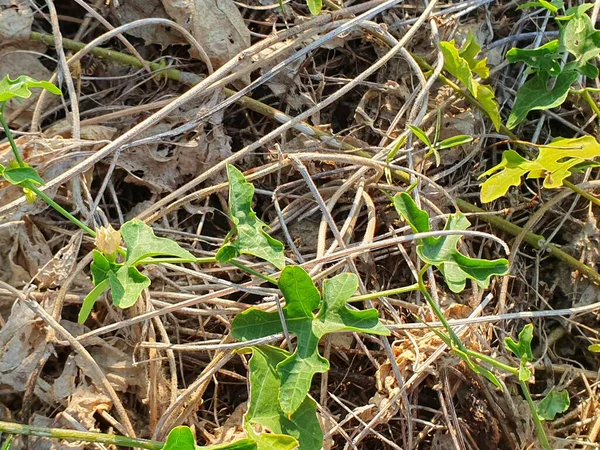 Bahçede yeşil yapraklar