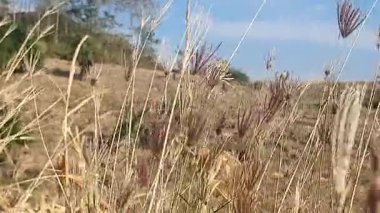 Doğa sahnesinin resimsel görüntüsü