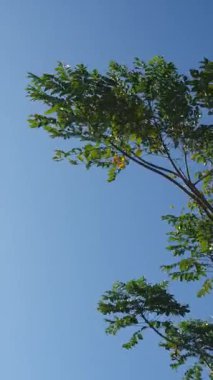 mavi gökyüzü arkaplanı, bitki örtüsü