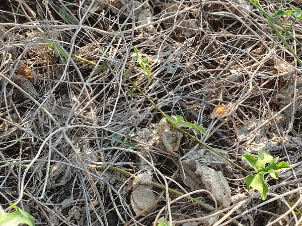 Bahçedeki kuru otlar