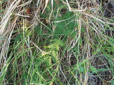 Yakın - ormandaki yeşil yosun manzarası.