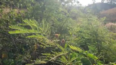 Güzel botanik fotoğrafı, doğal duvar kağıdı.