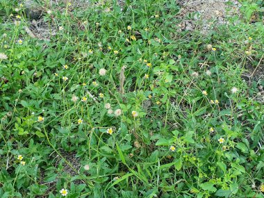 Bahçedeki yeşil çimenler