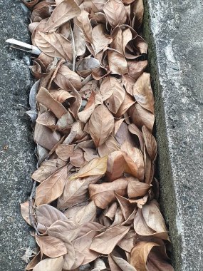 Yerdeki kuru yapraklar