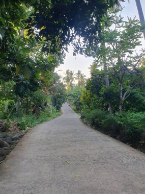 palmiye ağaçları ile güzel tropikal orman