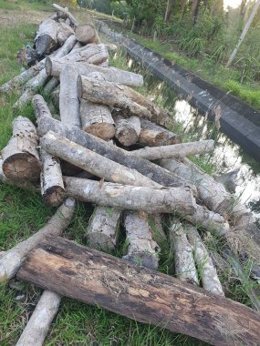 Ormanda odun yığını