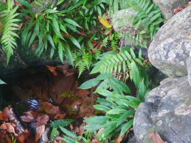 Ormanın güzel manzarası