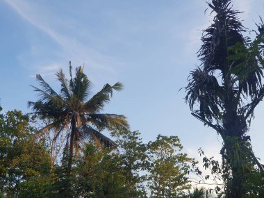 Mavi gökyüzü olan ağaç